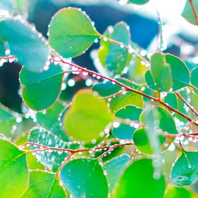 Park Seed Grow Your Own Eucalyptus Seeds Plant, Perfect for Indoor Growing and Spring Garden, Silver Dollar, Pack of 50