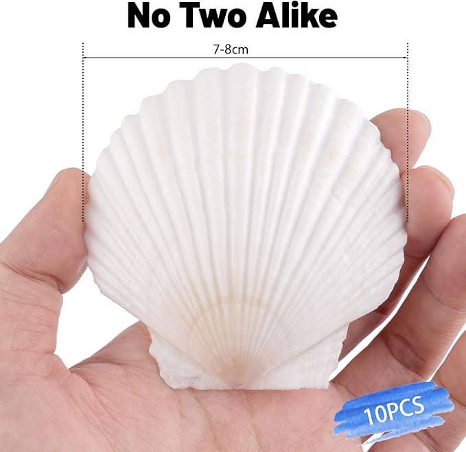 Mkobon 10 PCS Natural Scallop Shells for Crafts, 3 Inch White Seashell Decor for Home, Sea Shells for Decorating, DIY, Painting, Baking, Beach Wedding Decorations