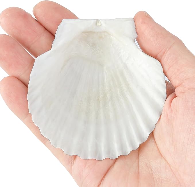 Mkobon 10 PCS Natural Scallop Shells for Crafts, 3 Inch White Seashell Decor for Home, Sea Shells for Decorating, DIY, Painting, Baking, Beach Wedding Decorations