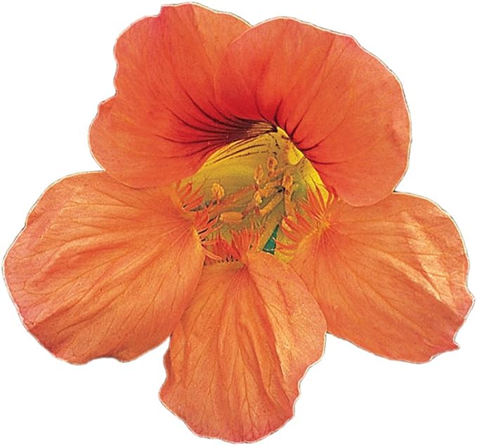 Burpee Vesuvius Nasturtium Seeds 50 seeds