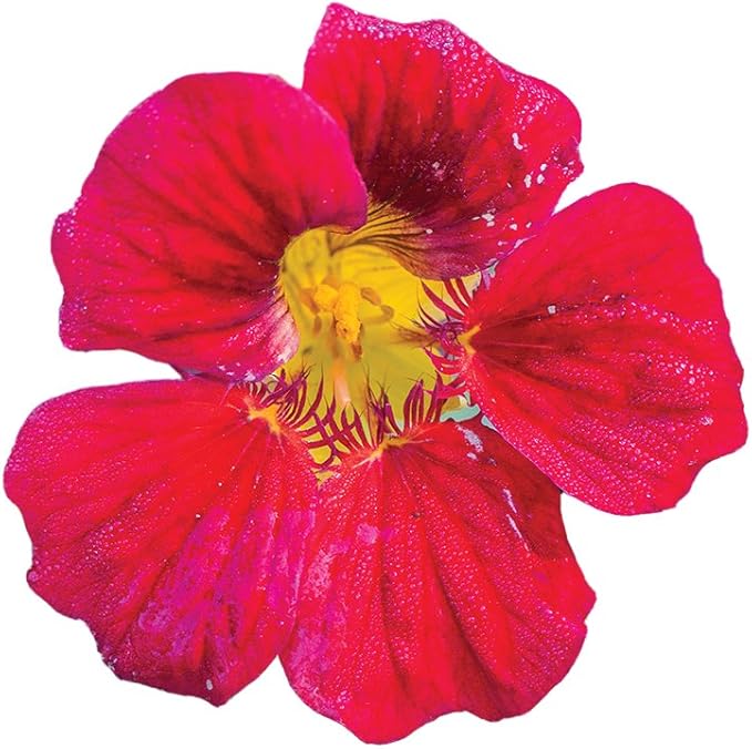 Burpee Troika Red Nasturtium Seeds 50 seeds