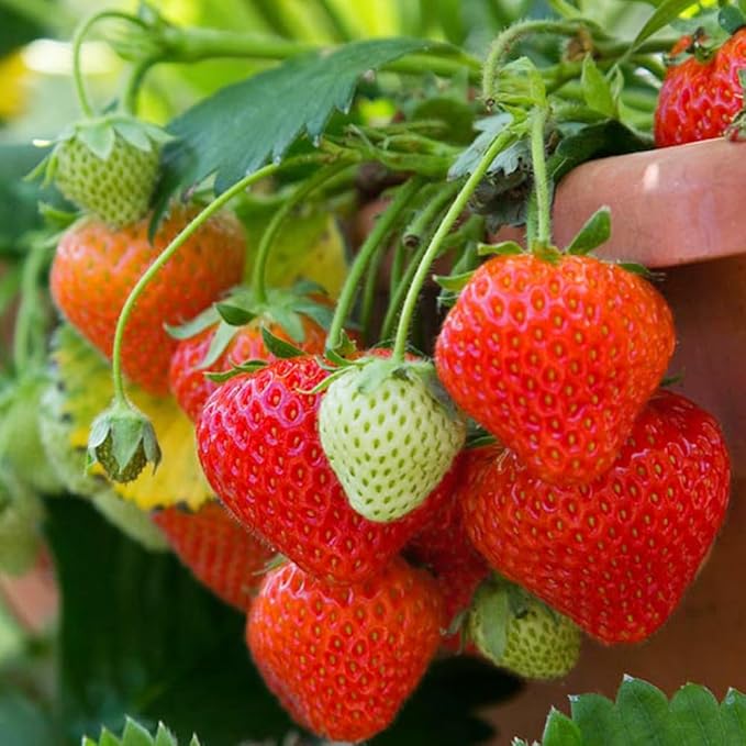 Rare Strawberry Seeds for Planting – 300 Non-GMO Heirloom Seeds - Extra Big, Juicy, Sweet Strawberries