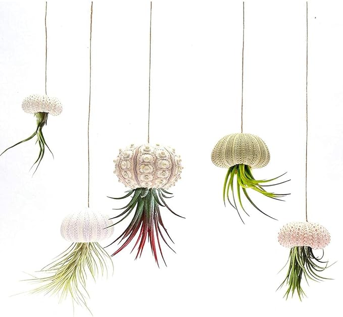 Sea Urchin Shells Flower Pots, 5Pcs Sea Urchin Shell Hanging Pot Air Plant Holder Display Container Decorative Plant Hanger for Garden Balcony Ceiling Patio Deck