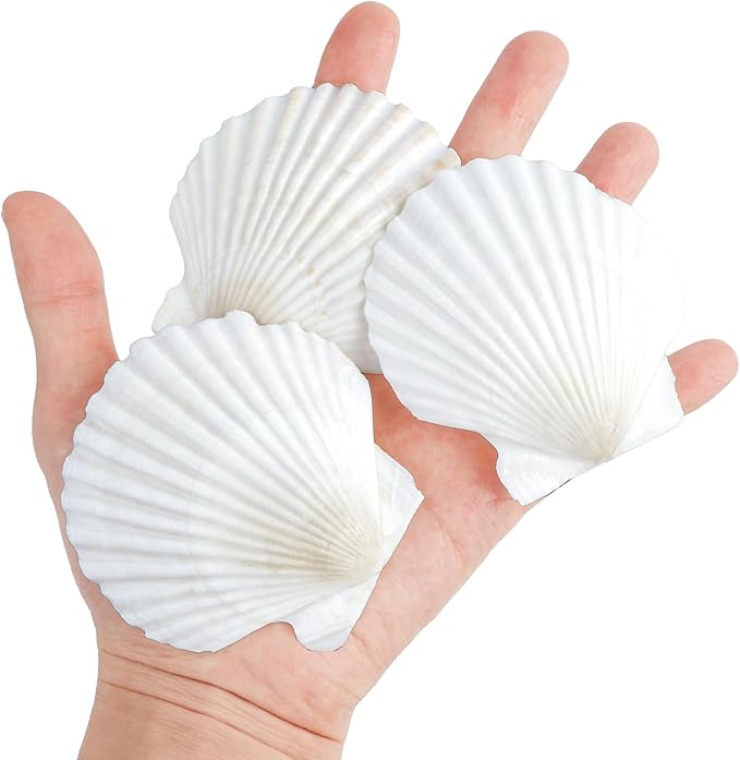 Mkobon 10 PCS Natural Scallop Shells for Crafts, 3 Inch White Seashell Decor for Home, Sea Shells for Decorating, DIY, Painting, Baking, Beach Wedding Decorations