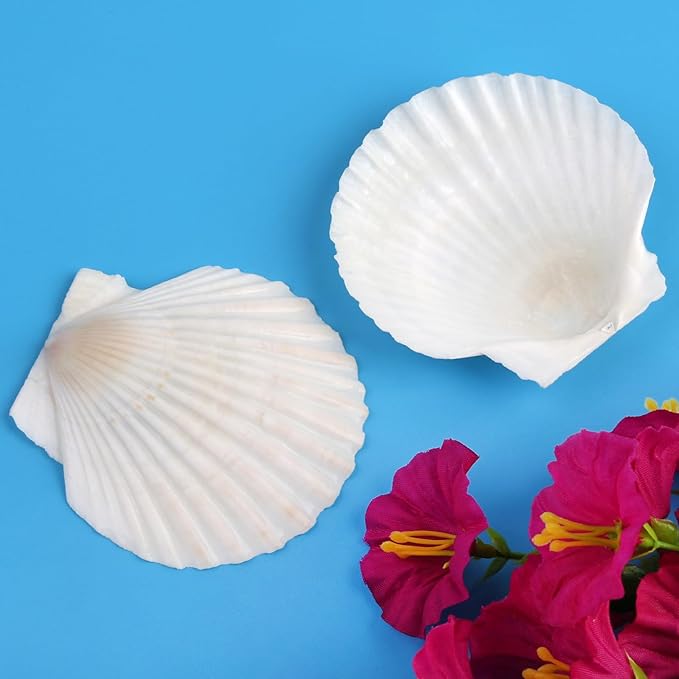 Mkobon 10 PCS Natural Scallop Shells for Crafts, 3 Inch White Seashell Decor for Home, Sea Shells for Decorating, DIY, Painting, Baking, Beach Wedding Decorations