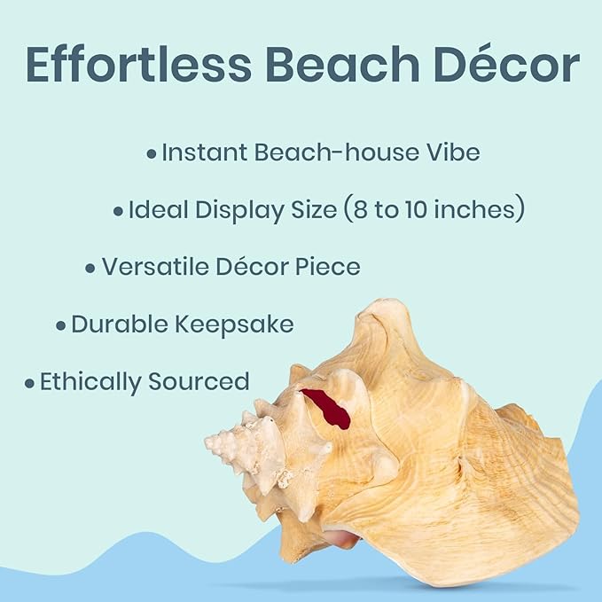 Nautical Crush Trading Conch Shell Decor - Seashell Decor - Imperfect (8-10in) Large Sea Shell - Shells for Decoration - Large Seashells for Craft - Magic Conch Shell Room Decor