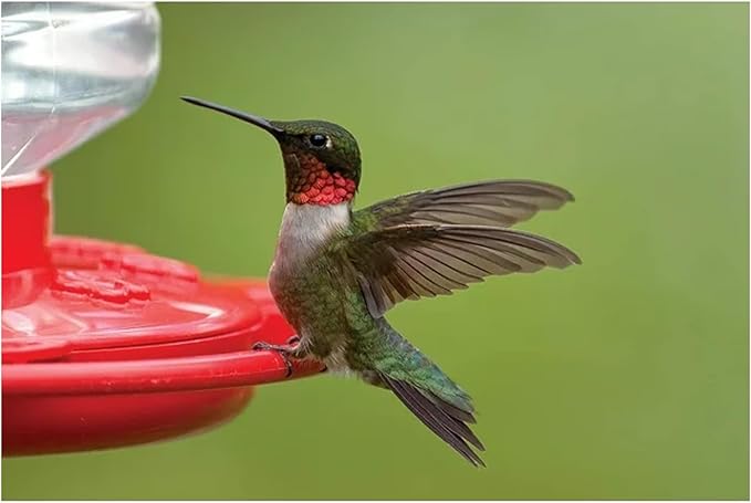 First Nature 3090 32-ounce Hummingbird Flower Feeder