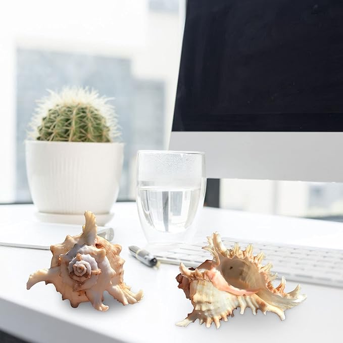 1 Pack Conch Sea Shell Air Plant Holders-4.7 inch Sea Shell Plant Pots Natural Conch Air Plant Holder Decorative Tillandsia Succulent Display Container for Home Garden Beach Theme Party Favor