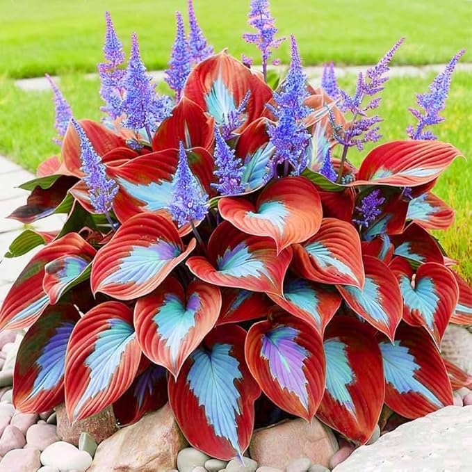 315+ Perennial Mix Color Hosta Seeds for Planting in Outdoor Garden