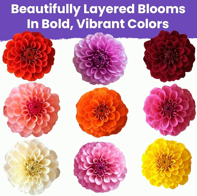 NatureZ Edge Zinnia Seeds for 2026 Planting Outdoors, Over 550 Flower Seeds, 4g, Non GMO Made in USA, Bulk Semillas De Flores para Sembrar, Dahlia Mix, Easy to Grow Zinnia Seed Mix