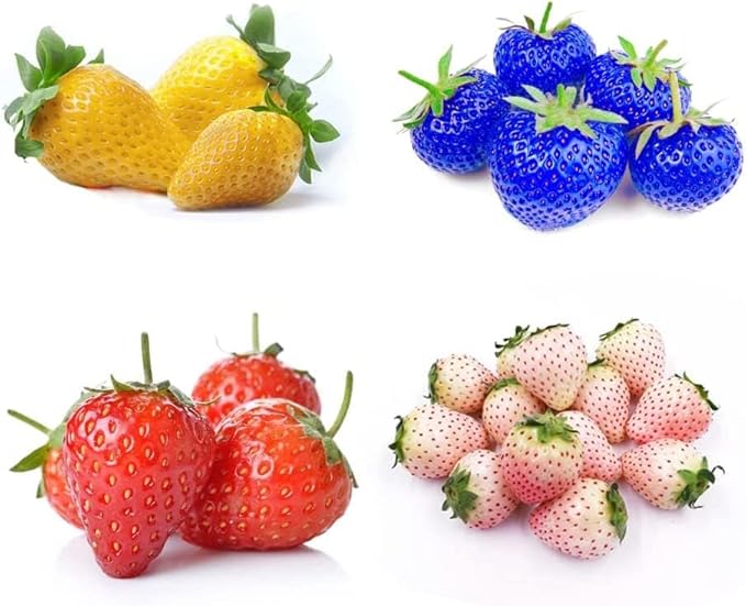 800 Mixed Strawberry Seeds - 4 Colors - Non-GMO Heirloom Perennial Seeds for Planting - Sweet Juicy Berries, Suitable for Indoor/Outdoor Gardens, Pots & Flower Beds