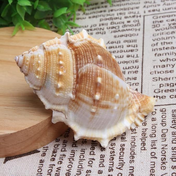 Wixine 3Pcs Seashell Conch Aquarium Seashell Marine Decoration Big Conch DIY Crafts Shell Decor 80-100 mm