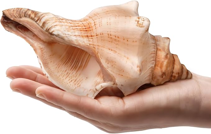 Giant Natural Conch Shell, Striped Fox Conch Seashell 6-7 inches, Large Sea Shell for Vase Filler, Air Plants, Wedding Decor Beach Theme Party