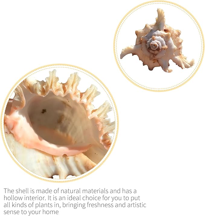 3 Pack Conch Sea Shell Air Plant Holders-4.7 inch Sea Shell Plant Pots Natural Conch Air Plant Holder Decorative Tillandsia Succulent Display Container for Home Garden Beach Theme Party Favor