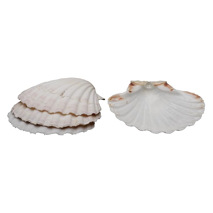 Maine Man Natural Baking Shells, Harvested From Ireland And Scotland, For Baking, Seafood, Appetizers, And Desserts, 3.75-Inch, Set of 4