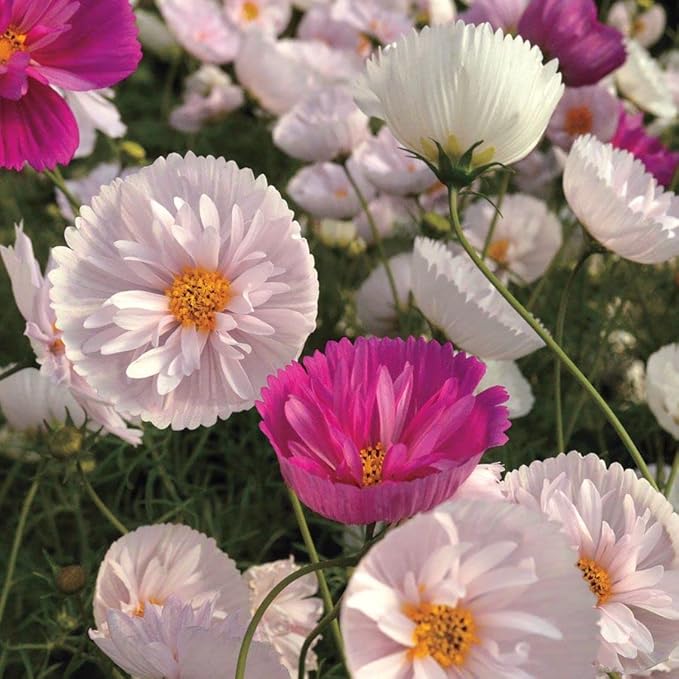 Park Seed Cosmo Flower Plant Seeds, Easy to Grow, Perfect for Spring Garden, Cupcakes and Saucers Mix, Pack of 25