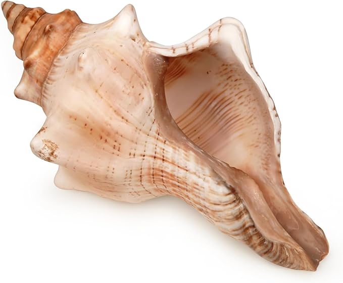 Giant Natural Conch Shell 6-8 Inches, Large Seashell for Vase Filler, Air Plants, Home Decor, Wedding and Beach Theme Party Decoration, Aquarium Accessories