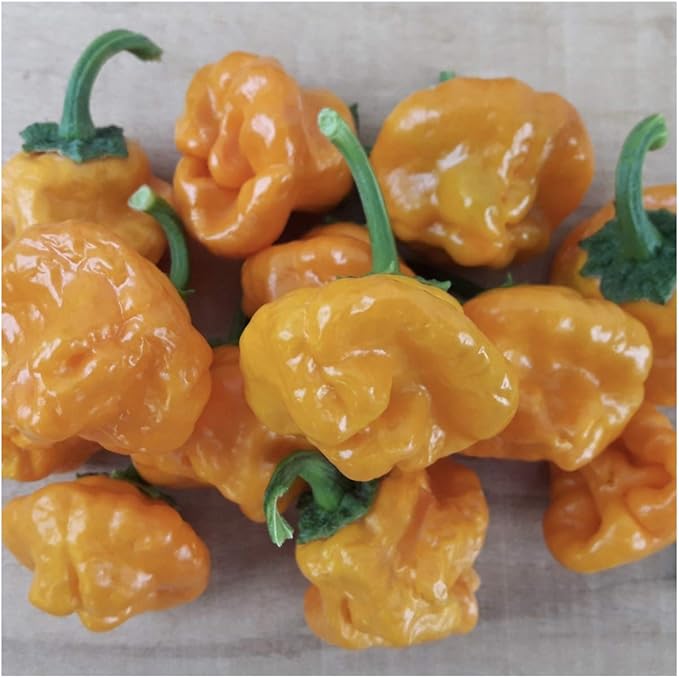Seed Needs Hot Pepper Seeds for Planting Jamaican Yellow Chile Peppers - Non-GMO Heirloom & Untreated Vegetable Seed to Plant an Outdoor Home Grown Veggie Garden (5 Packs)