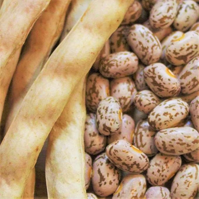 TomorrowSeeds - Pinto Bean Seeds - 30+ Count - for 2025 Planting Heirloom Spanish Speckled Bush Shell Broad Beans Garden Vegetable Fresh Grow Your Own Home Farm Patio Healthy Sustainable Living Seed
