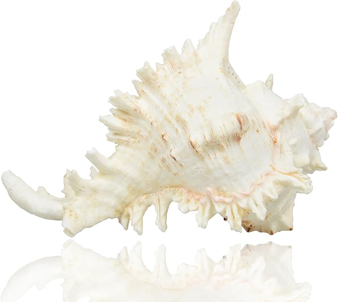 Large Natural Sea Shells, Murex Ramosus shells, Huge Ocean Conch 7-8 inches Jumbo Seashells Perfect for Wedding Decor Beach Theme Party, Home Decorations,DIY Crafts, Fish Tank and Shell Collectors