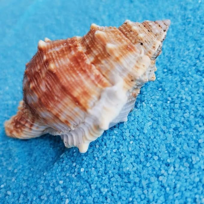 Wixine 3Pcs Seashell Conch Aquarium Seashell Marine Decoration Big Conch DIY Crafts Shell Decor 80-100 mm