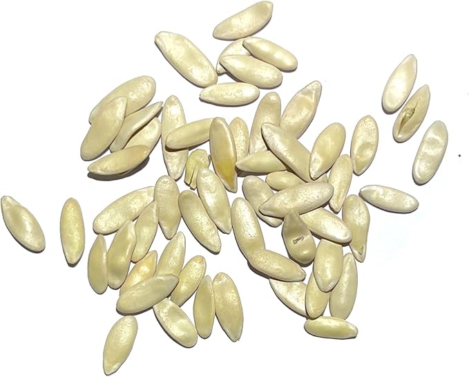 Seed Needs Cucumber Seeds for Planting Armenian Yard Long Cucumbers - Heirloom Non-GMO & Untreated - Snake Melon/Serpent Cucumber to Plant a Home Grown Outdoor Vegetable Garden (1 Pack)