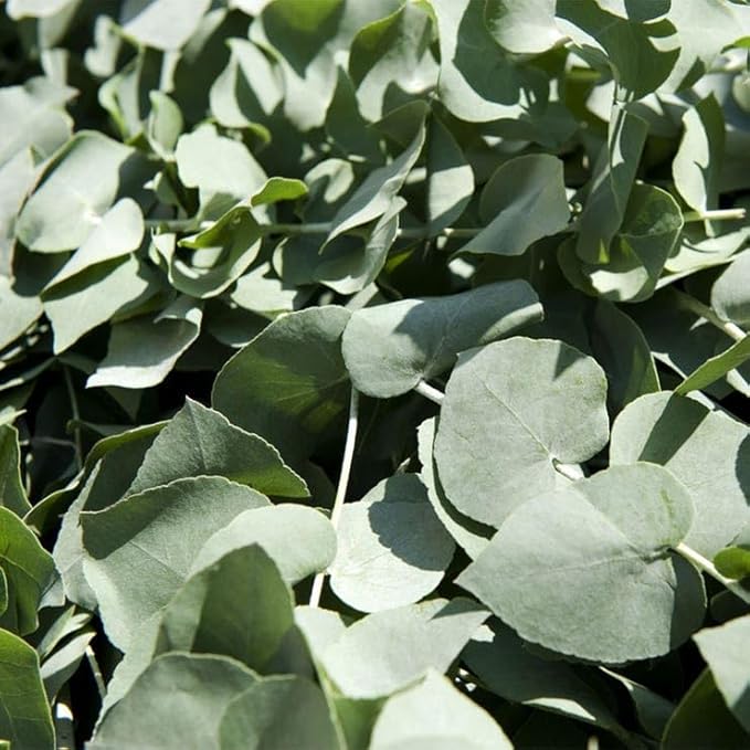 Park Seed Grow Your Own Eucalyptus Seeds Plant, Perfect for Indoor Growing and Spring Garden, Baby Blue Bouquet (Improved), Pack of 100