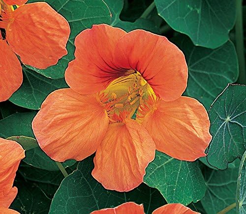 Burpee Vesuvius Nasturtium Seeds 50 seeds