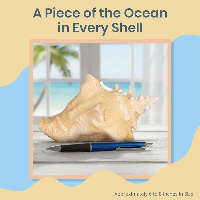 Conch Shell Decor - Seashell Decor - 6-8" Large Sea Shell - Shells for Decoration - Large Seashells for Crafts - Magic Conch Shell Room Decor