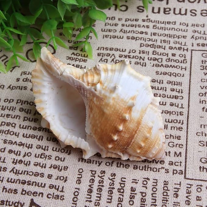 Wixine 3Pcs Seashell Conch Aquarium Seashell Marine Decoration Big Conch DIY Crafts Shell Decor 80-100 mm