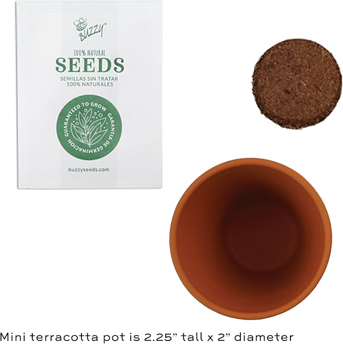 BUZZY Seeds Mini Terracotta Pots 12-Pack Daydream Forget-Me-Not Flowers, All-in-One Seed Starter Kits, Indoor Outdoor Gardening Gift, Wedding Favors, Seeds for Planting Flowers