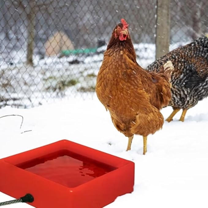 Farm Innovators D-19 1.25 Gallon Electric Heated Chicken Pet Animal Water Bowl with Thermostatic Control and Anti Chew Cord Protector, 60 Watt, Red