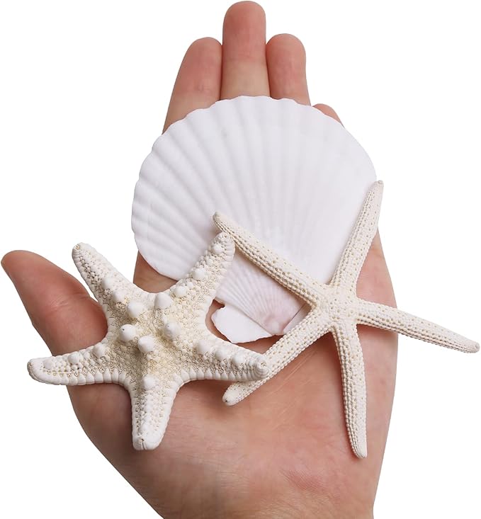 JQAQJU 3-4 Inches Large Starfish and Scallop Shells for Crafts 12PCS, Natural Beach Sea Shells for Crafting, Baking Shells Perfect for White Christmas Decor Beach Party Wedding Fishtank DIY Crafts