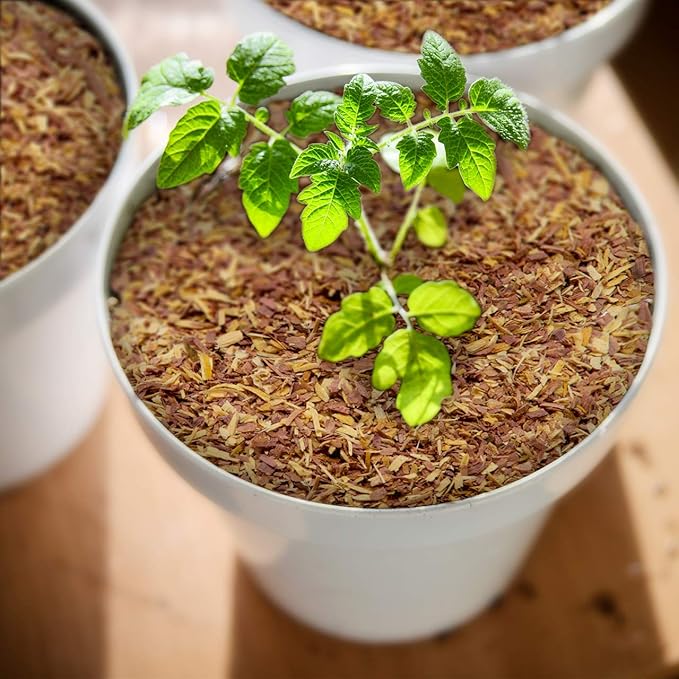 100% Natural Cedar Chips | Mulch | Great for Outdoors or Indoor Potted Plants | Dog Bedding | Pleasant Earthy Smell 1 Quart