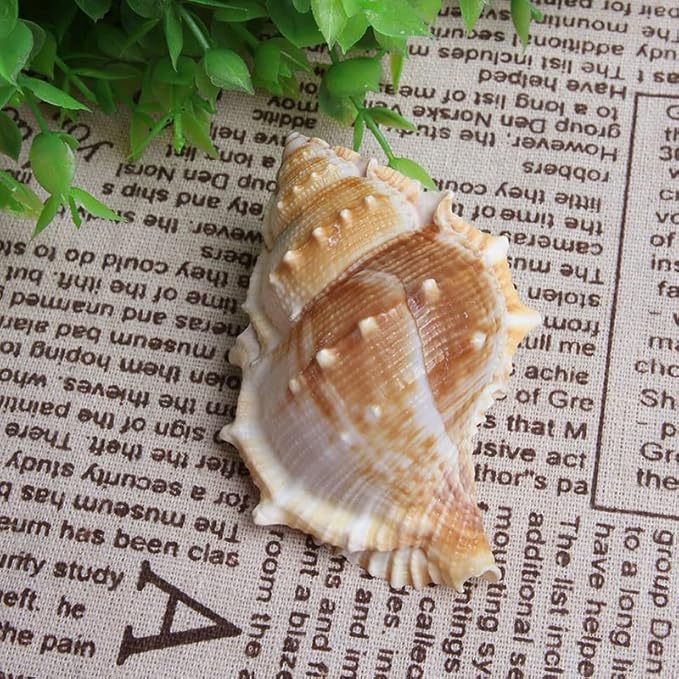 Wixine 3Pcs Seashell Conch Aquarium Seashell Marine Decoration Big Conch DIY Crafts Shell Decor 80-100 mm