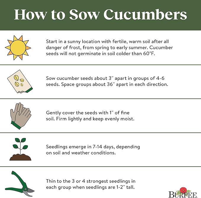 Burpee 'Suyo Long' Cucumber Seeds, 30 Non-GMO seeds, Heirloom