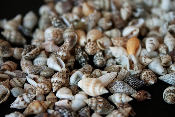 Small Seashells, Miniature Conch Shells, Tiny Sea Shell for Zen Garden, Terrarium or Fairy Garden Beach, Summer Tiny Shell Craft, Craft Making (100CS)