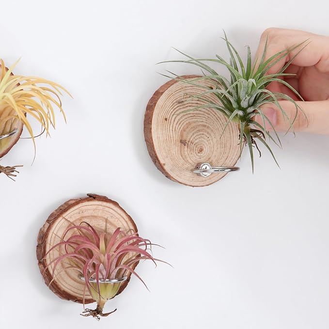 Magnetic Air Plant Holder, Natural Wood Slices Refrigerator Magnet Live Air Plant Holders, Modern Farmhouse Wall Decor for Living Room Bedroom Kitchen Office Home Garden (3 Pack)