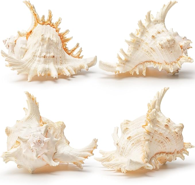 Giant Natural Conch Shell, Murex Ramosus Shell (1 Shell 7.5-9 inches), Large Sea Shell for Vase Filler, Air Plants, Home Decor, Wedding Decor Beach Theme Party, Aquarium Decoration Accessories