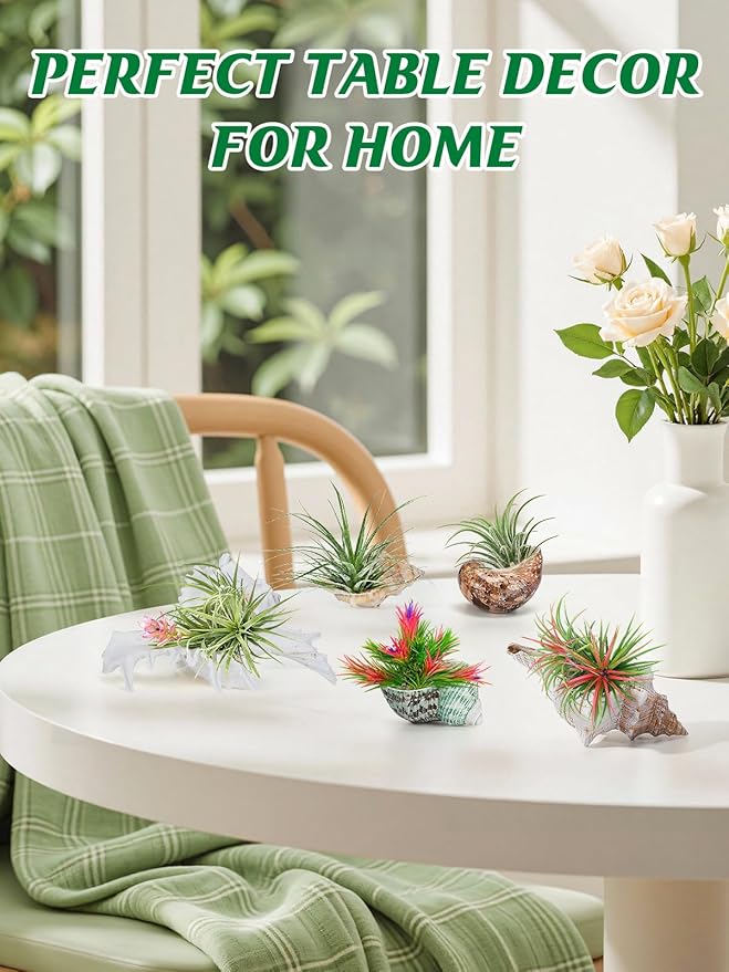 Biggun 5 Pack Conch Sea Shell Air Plant Holder-Natural Conch Plant Pots Holder in 5 Styles Decorative Tillandsias Succulent Display Container Table Centerpiece for Home Garden Beach Theme Party Favor