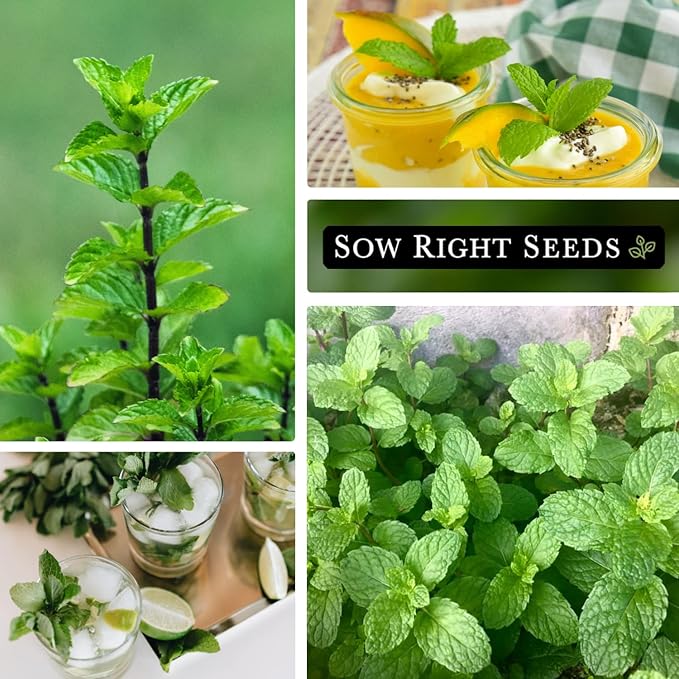 Sow Right Seeds - Mint Seed for Planting - Non-GMO Heirloom Packet with Instructions to Plant an Herbal Tea Garden - Indoors or Outdoor - Perennial and Fragrant - Hydroponics and Kitchen Gardening (3)