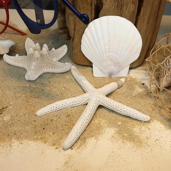 15 PCS Starfish and Scallop Shells, 2"-4" Natural Seashells White Seashells Large Seashells for Crafts Wedding Decor Beach Theme Party, Fish Tank and Vase Filler