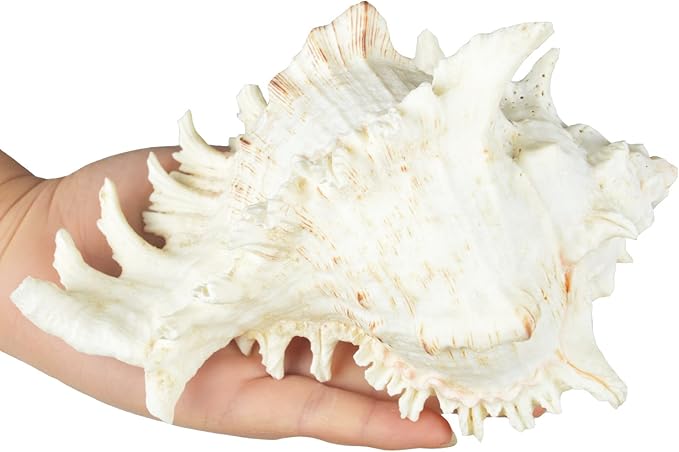 Large Natural Sea Shells, Murex Ramosus shells, Huge Ocean Conch 7-8 inches Jumbo Seashells Perfect for Wedding Decor Beach Theme Party, Home Decorations,DIY Crafts, Fish Tank and Shell Collectors