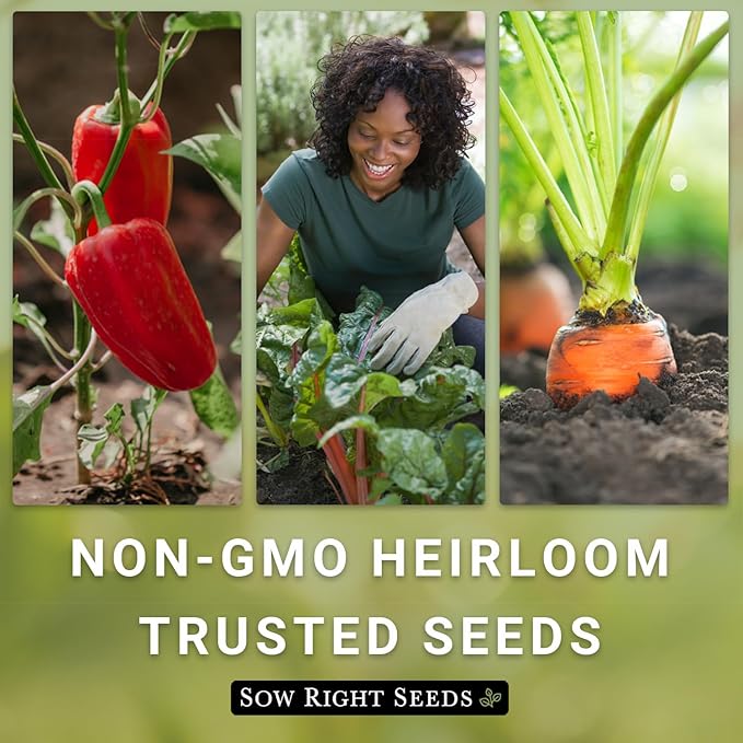 Sow Right Seeds - Beefsteak Tomato Seeds for Planting - Non-GMO Heirloom Packet with Instructions to Plant a Home Vegetable Garden - Indeterminate, Super Large and Bright Red Fruits (3)