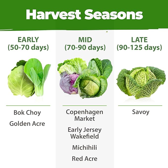 HOME GROWN Cabbage Seeds 7 Variety Mix 2000+ Heirloom Non-GMO, High Germination, Bok Choy, Red & Green Acre, Savoy, Napa Michihili, Copenhagen Market, Jersey Wakefield, Cold Hardy