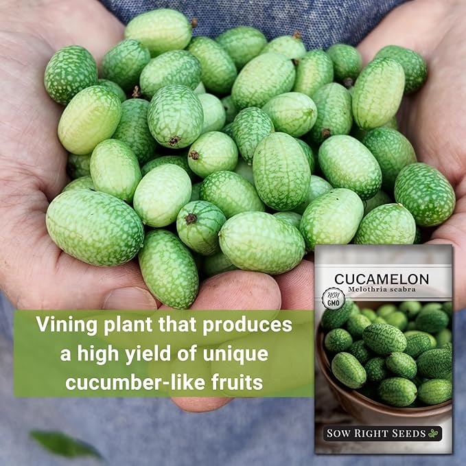 Sow Right Seeds - Cucamelon Seeds for Planting - Non-GMO Heirloom Packet with Instructions to Plant an Outdoor Home Vegetable Garden - Mini Bitter Mouse Melon, Mexican Sour Gherkin - Rare Variety (2)