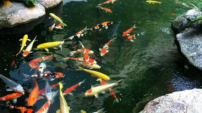 AlpineReach Koi Pond Netting Kit 28 x 30 ft Black Heavy Duty Woven Fine Mesh Net Cover for Leaves - Protects Koi Fish from Blue Heron Birds, Cats & Predators – Reusable & Stakes Included