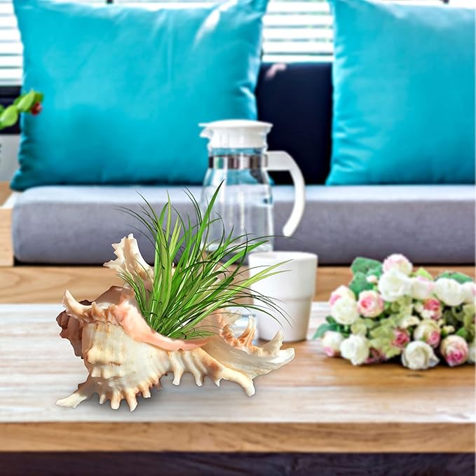 5 Pack Conch Sea Shell Air Plant Holders-4.7 inch Sea Shell Plant Pots Natural Conch Air Plant Holder Decorative Tillandsia Succulent Display Container for Home Garden Beach Theme Party Favor