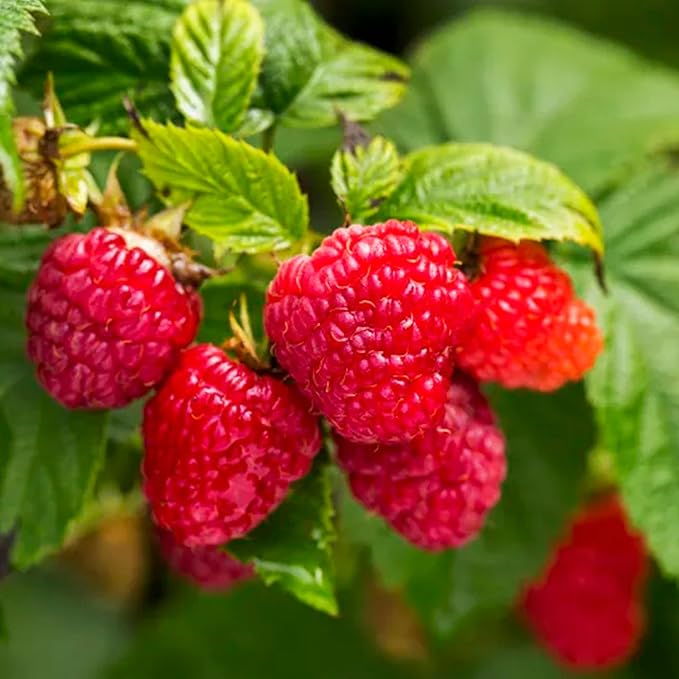 1000+pcs Mixed Berry Seeds Kit for Planting (Grapes, Strawberries, Blueberries, Raspberries Seed Pack), Non-GMO Perennial Fruits Seeds, Home Garden Plants for Outdoors