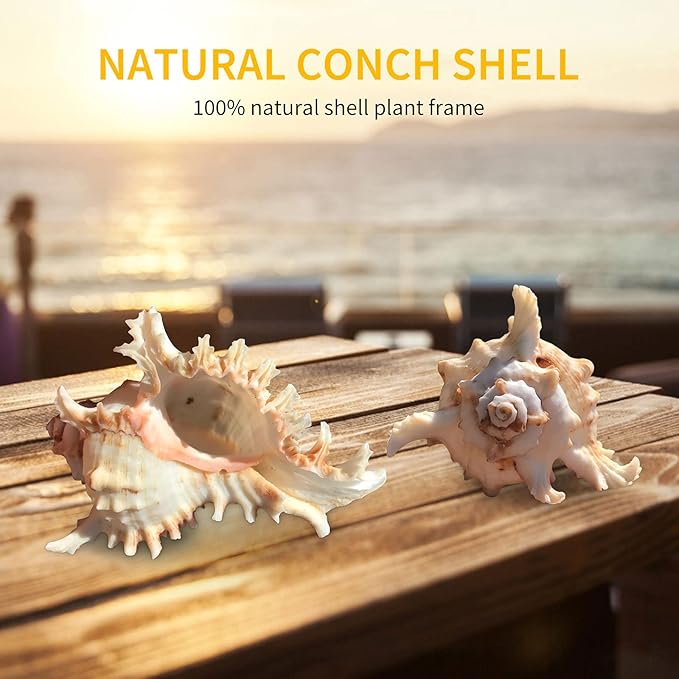 3 Pack Conch Sea Shell Air Plant Holders-4.7 inch Sea Shell Plant Pots Natural Conch Air Plant Holder Decorative Tillandsia Succulent Display Container for Home Garden Beach Theme Party Favor